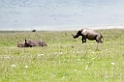 Ngorongoro Nasehorn med unge05